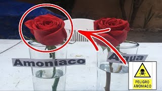 Por esta razón nunca debes respirar amoníaco  |  Rosas en amoniaco  |  IceRocket