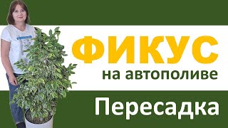 ФИКУС Бенджамина на автополиве. Пересадка крупного растения