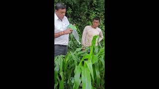 Fall army worm management | Dr YS Parmar University of Horticulture and Forestry, Nauni