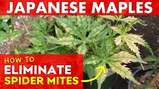 Identify & Get Rid of Spider Mites on Japanese Maple Trees - Learn How!