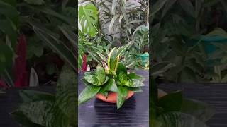 Easy arrangement with Snake Plant #shorts #beauty #snakeplant #beautiful #reels #homedecor #video