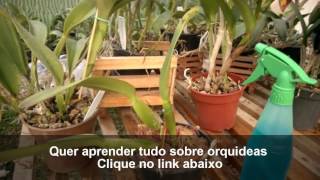 Como cuidar de orquideas com formigas