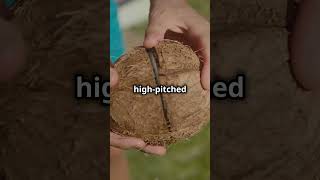 How to Pick the Juiciest Coconut  #facts #coconut #fact #fruit #knowledge