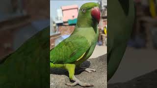 cute parrot sound🦜🎶👌🎼 #parrots#viral#trending#babyparrot