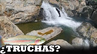 El Tesoro De Los Ríos: Todo Sobre Las Truchas | Pesca y Aventura