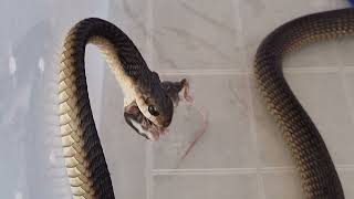 Wild caught Female Boomslang eating - Montagu Western Cape South Africa