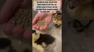 Meet Louie and Peanut #funnyanimals #duckling #happy #viral