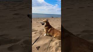 My Corgi: I’m Not Watching You, Pretty Doggie! I’m Just Looking at the Seaside 🦊👀🐶🌊😍😃