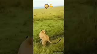 Lion VS Hyena Power of Lion #lion #hyena #Power #wildlife