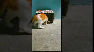 orange cat is stunned by the smell of the kimchi box 😲🤣 #funny #cat #shorts