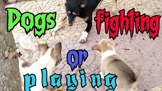 Dog fight little puppies |cachorros |一只狗与幼犬战斗 |Un perro peleando con |كلب يقاتل الجراء الصغار