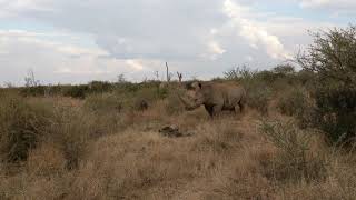 Rhinos at Madikwe Safari, South Africa