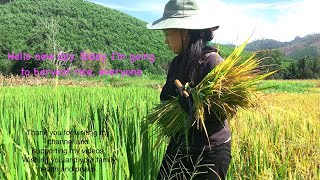 New - New - Hello new day. Today I'm going to harvest rice, everyone