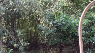 Monkeys in Mangrove forest