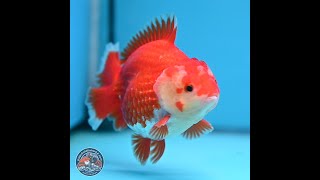 Red White YuanBao Oranda 4 in (241018_OR25)