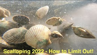 Scallop Season 2022 - How to Limit Out This Year!