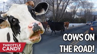 Cows loose on the road!