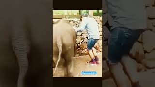 Selfie😯😂 Must watch #selfie #elephant