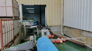 Fruit washing drying sorting and packing production line