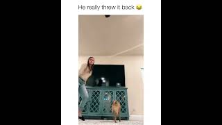 Dog twerks for Tiktok‼️#funny #video #dancingdog 🤣