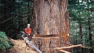 Amazing Dangerous Fastest Chainsaw Skills Tree Felling, Heavy Biggest Cutting Down Tree Ma -2017