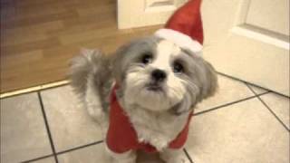 Coffee the Shih Tzu Trick on Christmas Eve