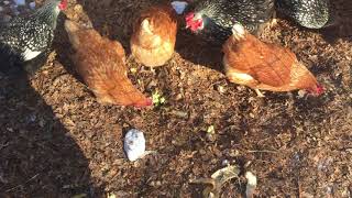 Deep Leaf Mulch Chicken Area 1/7/18