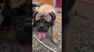 Super Bull mastiff #bullmastiff #shorts #dog