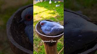 Mama Diamond Dove incubating her eggs|Australian Diamond Dove|#Shorts