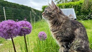 toujours comme ça  2 chat très drôle 2024 N998661