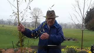 Nature Lesson - Bamboo