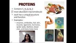 Ch. 2B - Proteins