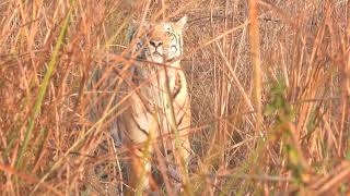 Tiger enjoys the morning sunshine at Corbett -March 2022