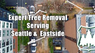 Expert Tree Removal Serving Seattle & Eastside