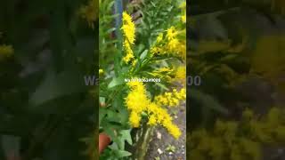 Goldenrod#tanaman bunga yg banyak serbuk sari#