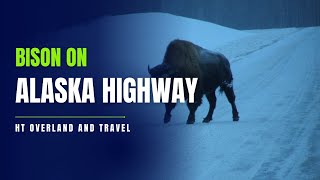 BISON ON ALASKA HIGHWAY.