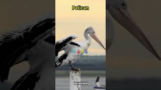 Alphabet Animal Start with Letter P : Parrot, Polar Bear, Pelican #video #kids #viral #fyp #shorts