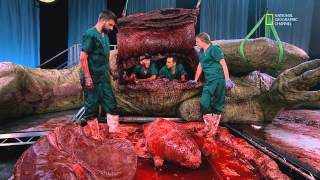 "T. Rex Autopsy" Gives Us an Anatomy Lesson