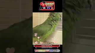 parrot lovers/parrot status/parrot funny video