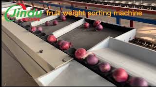 In-motion Vegetables Onion Grader Weight Sorting Machine #gradingsystem #onion #sorting #machine