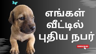 எங்கள் வீட்டில் புதிய உறவு - அருமையான குட்டி நாய்! Dogs bowbow