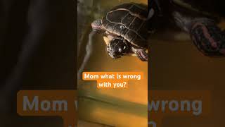 Fart prank but I have a turtle not a dog