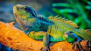 7 Iguanes Exotiques Qui Sont Uniques Au Monde🦎