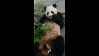 Subscribe for More Wildlife Joy: Watch a Panda Relish Bamboo