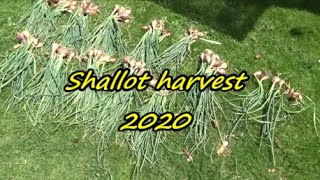 Shallot harvest and garden tour 01 07 2020