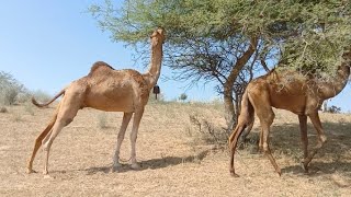 The camel is eating the tree