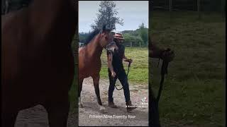 Cowboy & Horse #cowboy #royce #horses #shorts #horsetraining #horsepower #horselove #horselove