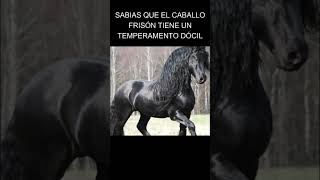 Sabías que el Caballo Frisón son Robustos pero Dóciles e Inteligentes