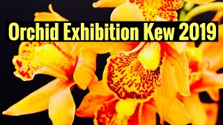 Orchid Exhibition Botanic Gardens Kew in London