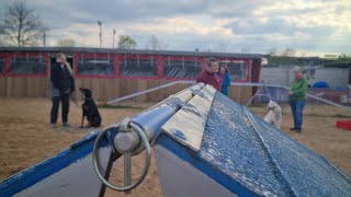 Ein Tag in der Hundeschule: So arbeiten Mutter Iris und Tochter Myriam als Hundetrainerinnen